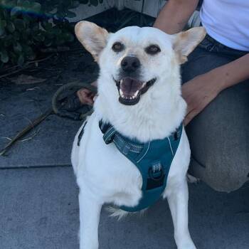 Labrador Retriever and Corgi Dogs Available for Adoption - Yami | PetCurious