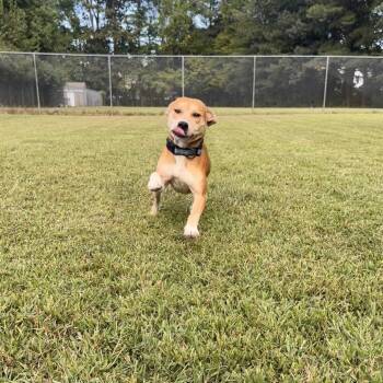 Louise -  American Staffordshire Terrier and Mixed Breed Dog for Adoption in Chesapeake, Virginia - Louise | PetCurious