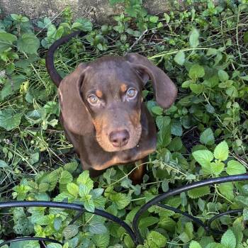 Funyon -  Hound Dog for Adoption in Chicago, Illinois - Funyon | PetCurious