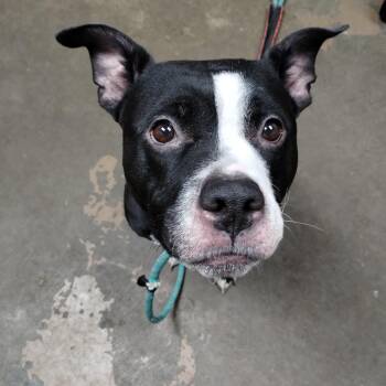 Rescue American Staffordshire Terrier Dogs for Adoption in Carrollton, Ohio - 25-160 Available 10-29-25 | PetCurious