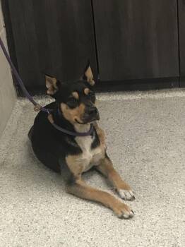 Australian Kelpie and Rottweiler Dogs Available for Adoption in Conroe, Texas - HOLLIS | PetCurious