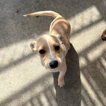 Beignet -  Chihuahua and Dachshund Dog for Adoption in Monticello, Iowa - Beignet | PetCurious