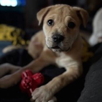 Rescue Akita Dogs for Adoption in Beaumont, Texas - Little One | PetCurious