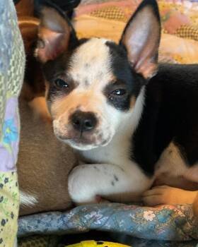 Dachshund and Black Mouth Cur Dogs Available for Adoption in West Palm Beach, Florida - Finn Puppy | PetCurious