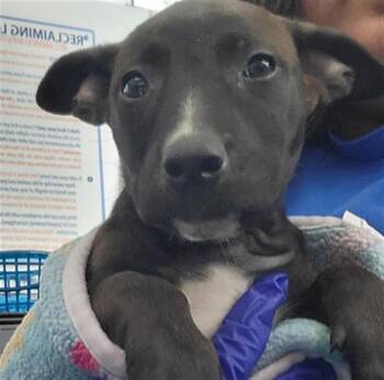 Rescue Mixed Breed Dogs for Adoption in Dallas, Texas - BELLE | PetCurious