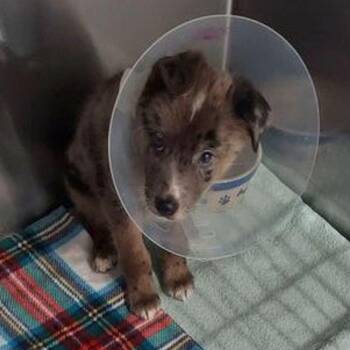 Kong -  Border Collie and Shepherd Dog for Adoption in Lake Havasu City, Arizona - Kong | PetCurious