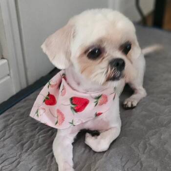 Sparkler -  Shih Tzu Dog for Adoption in Lakewood Ranch, Florida - Sparkler | PetCurious