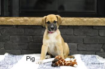 Pig -  Mixed Breed Dog for Adoption in Mobile, Alabama - Pig | PetCurious