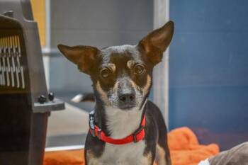 Felix -  Chihuahua Dog for Adoption in Bellingham, Washington - Felix | PetCurious
