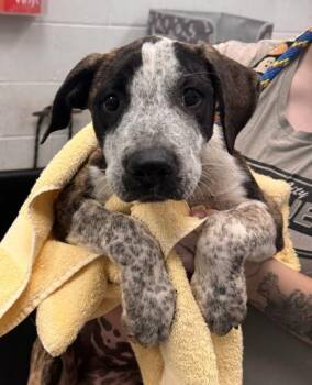 Pinata -  Pit Bull Terrier and Mixed Breed Dog for Adoption in Kansas City, Missouri - Pinata | PetCurious