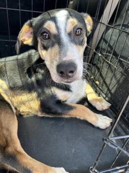 CHENTE -  Chihuahua Dog for Adoption in San Antonio, Texas - CHENTE | PetCurious