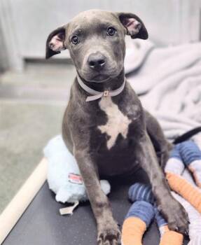 JUSTINA -  Staffordshire Bull Terrier and Mixed Breed Dog for Adoption in Houston, Texas - JUSTINA | PetCurious