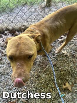 Pit Bull Terrier Dogs Available for Adoption in Rocky Mount, North Carolina - Dutchess | PetCurious