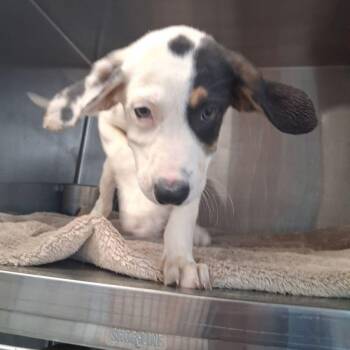 Dani -  Hound Dog for Adoption in Kingman, Arizona - Dani | PetCurious