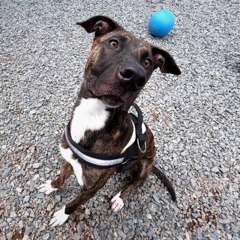 Mr. Bear -  Mixed Breed Dog for Adoption in Charleston, West Virginia - Mr. Bear | PetCurious