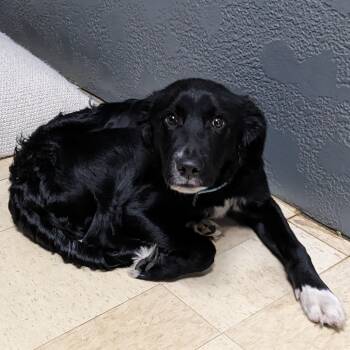 Rescue Border Collie and Mixed Breed Dogs for Adoption in Union, Missouri - Shaboozey KO 3 | PetCurious