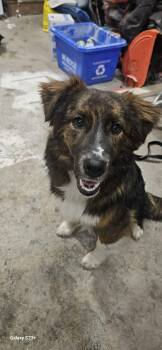 Collie Dogs Available for Adoption - Rye | PetCurious