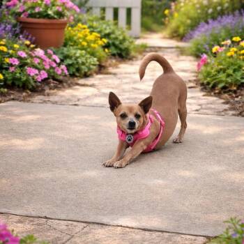 Chihuahua Dogs Available for Adoption in Houston, Texas - LOLA  (Sweet, Quiet, Shy, Loving, Happy, All Wiggles) | PetCurious