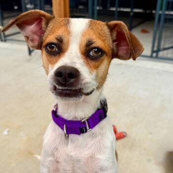 Syla -  Mixed Breed Dog for Adoption in Otisfield, Maine - Syla | PetCurious