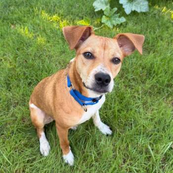 Nugget -  Jack Russell Terrier and Chihuahua Dog for Adoption - Nugget | PetCurious
