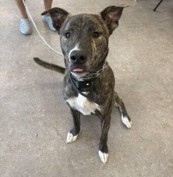 Cairo -  Akita and American Staffordshire Terrier Dog for Adoption - Cairo | PetCurious