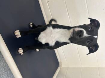 Mixed Breed Dogs Available for Adoption in St. Joseph, Michigan - Mushu | PetCurious