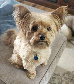 Yorkshire Terrier Dogs Available for Adoption in Huntingtown, Maryland - Maverick | PetCurious