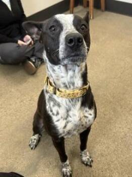 Sapphire -  Australian Cattle Dog Blue Heeler Dog for Adoption in Cleveland, Ohio - Sapphire | PetCurious