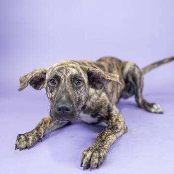 Funnybone -  Mixed Breed Dog for Adoption in Portland, Oregon - Funnybone | PetCurious