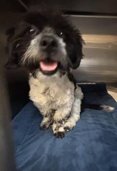 Shih Tzu and Mixed Breed Dogs Available for Adoption in Pahrump, Nevada - Spot | PetCurious