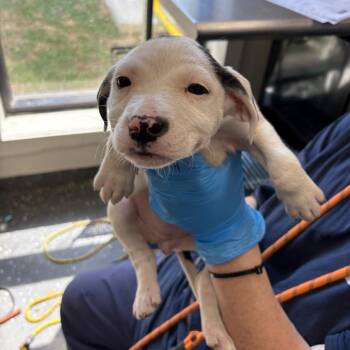 Mixed Breed Dogs Available for Adoption in Columbiana, Alabama - Earth | PetCurious