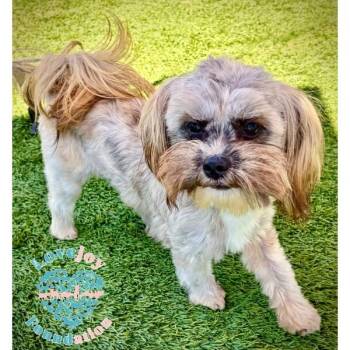 Lemonade COH -  Shih Tzu Dog for Adoption in Inglewood, California - Lemonade COH | PetCurious