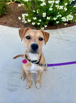 Airedale Terrier and Irish Terrier Dogs Available for Adoption - Roxy | PetCurious