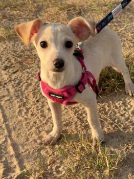 Lollipop -  Chiweenie and Terrier Dog for Adoption in San Antonio, Texas - Lollipop | PetCurious