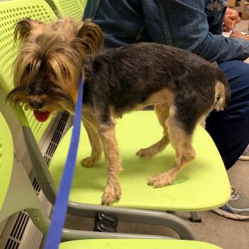 Pippy -  Mixed Breed Dog for Adoption in Philadelphia, Pennsylvania - Pippy | PetCurious
