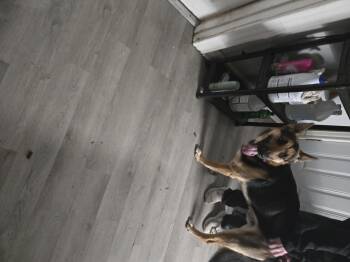 German Shepherd Dog Dogs Available for Adoption in Shiloh, Illinois - Rusty | PetCurious