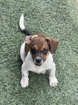 Pinot -  Terrier Dog for Adoption in San Diego, California - Pinot | PetCurious