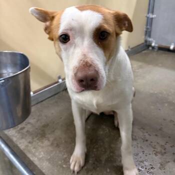 Mixed Breed Dogs Available for Adoption - Lenora | PetCurious