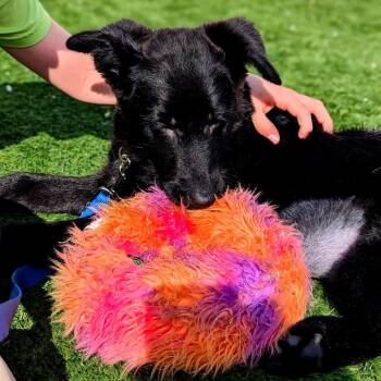 Labrador Retriever and Standard Poodle Dogs Available for Adoption - Lizzy | PetCurious