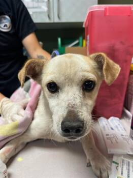 EDGAR -  Mixed Breed Dog for Adoption in Jacksonville, Florida - EDGAR | PetCurious