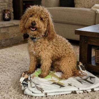 D26-057 Muffin -  Miniature Poodle and Cavalier King Charles Spaniel Dog for Adoption - D26-057 Muffin | PetCurious
