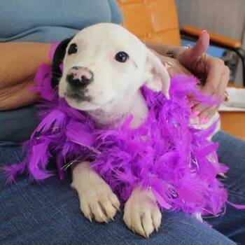 Aquarius -  Terrier and Mixed Breed Dog for Adoption in Birmingham, Alabama - Aquarius | PetCurious