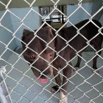 Freddie 26-07-017 -  Pit Bull Terrier Dog for Adoption in Bastrop, Texas - Freddie 26-07-017 | PetCurious