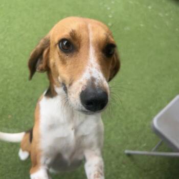 Kevi 9942 -  Hound Dog for Adoption in Loxahatchee Groves, Florida - Kevi 9942 | PetCurious