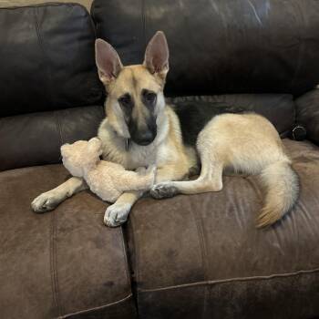 Rescue German Shepherd Dog Dogs for Adoption in Gilbert, Arizona - Zoe | PetCurious