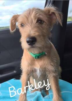 Barkley -  Schnauzer and Cairn Terrier Dog for Adoption in Bowie, Texas - Barkley | PetCurious