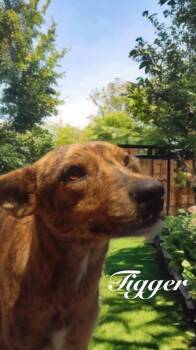 Tigger -  Terrier Dog for Adoption in Rollingwood, Texas - Tigger | PetCurious