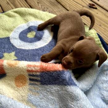 Nash -  Chihuahua and Mixed Breed Dog for Adoption in Helena, Alabama - Nash | PetCurious