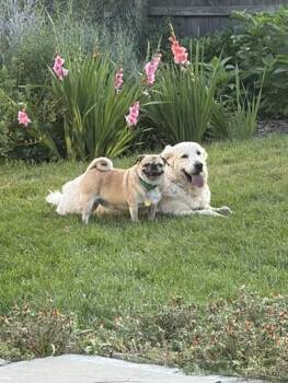 Falkor and Ziggy -  Golden Retriever and Pug Dog for Adoption in Cleveland, Ohio - Falkor And Ziggy | PetCurious