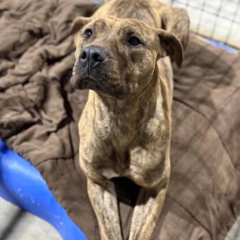 Kayla -  Pit Bull Terrier and Mixed Breed Dog for Adoption in Fort Smith, Arkansas - Kayla | PetCurious